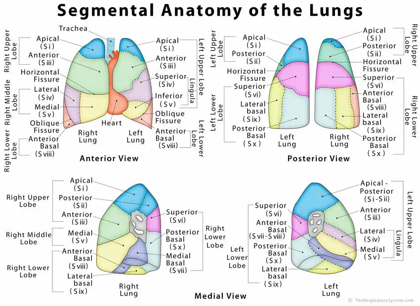 Picture-of-Lung-Segments-Anatomy