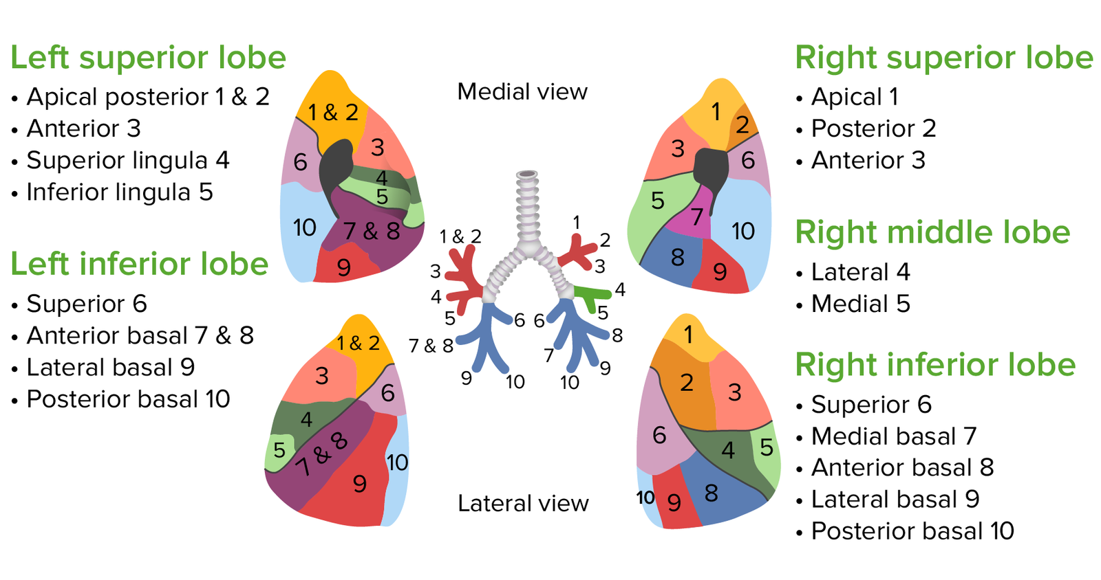 The-bronchopulmonary-segments-of-the-lungs-1